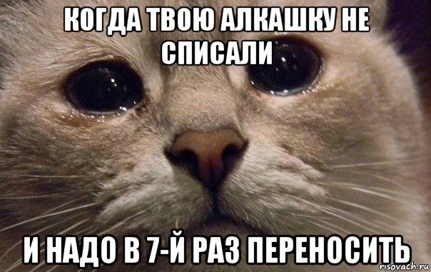 когда твою алкашку не списали и надо в 7-й раз переносить, Мем   В мире грустит один котик