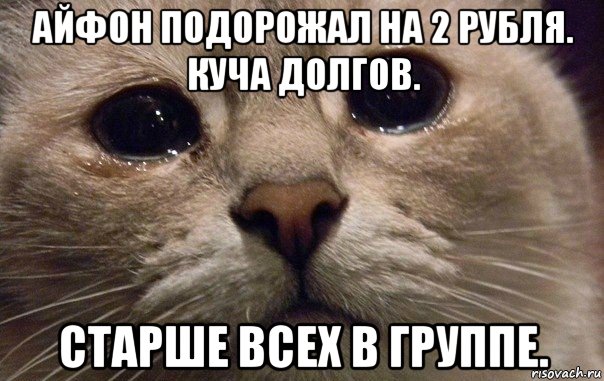 айфон подорожал на 2 рубля. куча долгов. старше всех в группе., Мем   В мире грустит один котик