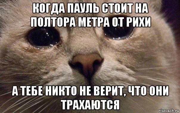 когда пауль стоит на полтора метра от рихи а тебе никто не верит, что они трахаются, Мем   В мире грустит один котик