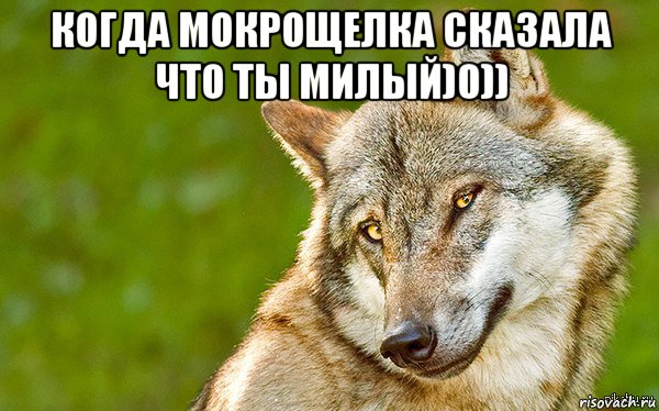 когда мокрощелка сказала что ты милый)0)) , Мем   Volf