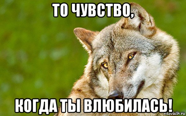 то чувство, когда ты влюбилась!, Мем   Volf