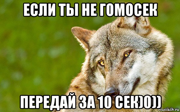 если ты не гомосек передай за 10 сек)0)), Мем   Volf