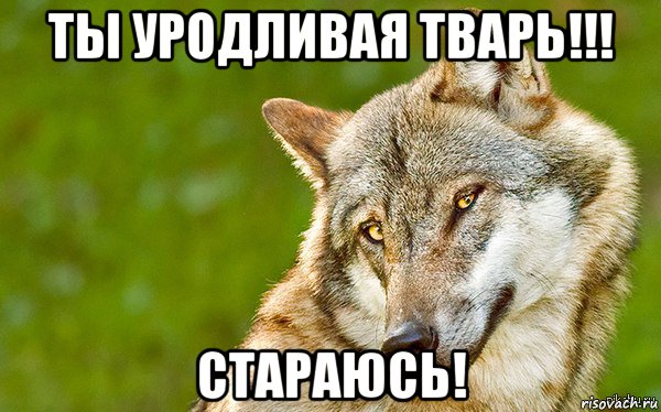 ты уродливая тварь!!! стараюсь!, Мем   Volf