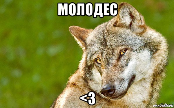 молодес <3, Мем   Volf