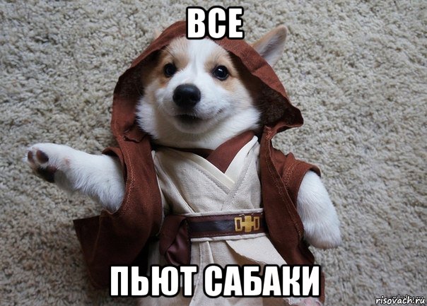 все пьют сабаки