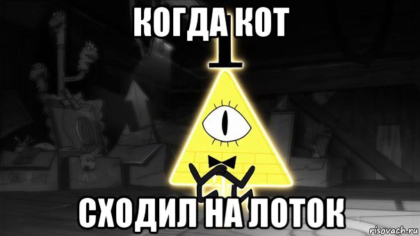 когда кот сходил на лоток