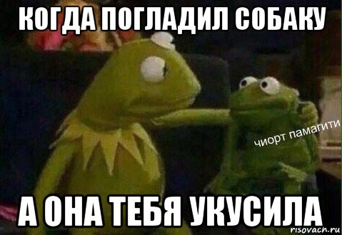 когда погладил собаку а она тебя укусила
