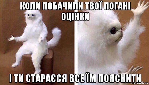 коли побачили твої погані оцінки і ти стараєся все їм пояснити, Мем Чучело кота