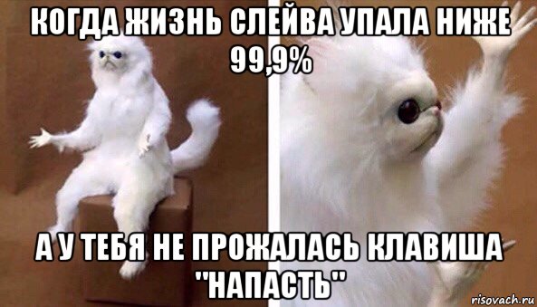 когда жизнь слейва упала ниже 99,9% а у тебя не прожалась клавиша "напасть", Мем Чучело кота