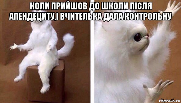 коли прийшов до школи після апендециту,і вчителька дала контрольну , Мем Чучело кота