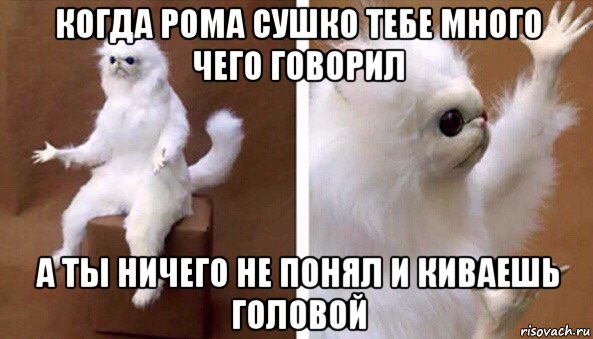 когда рома сушко тебе много чего говорил а ты ничего не понял и киваешь головой, Мем Чучело кота