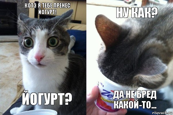 котэ я тебе пренес йогурт! йогурт? ну как? Да не бред какой-то..., Комикс  Да не бред какой-то (4 зоны)