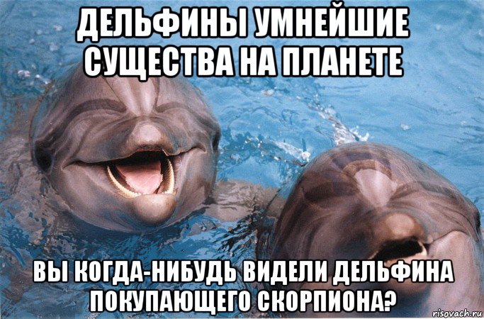 дельфины умнейшие существа на планете вы когда-нибудь видели дельфина покупающего скорпиона?