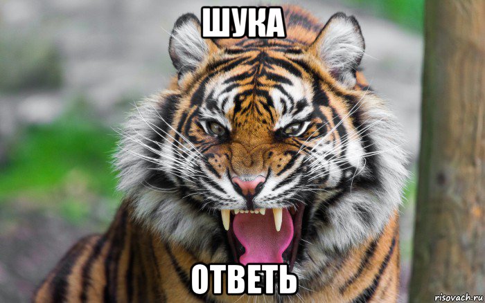 шука ответь