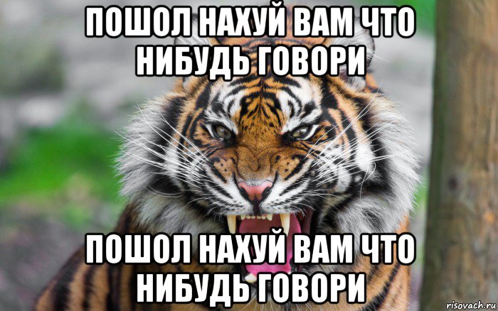 пошол нахуй вам что нибудь говори пошол нахуй вам что нибудь говори, Мем ДЕРЗКИЙ ТИГР