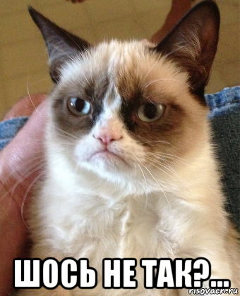  шось не так?..., Мем Grumpy Cat small