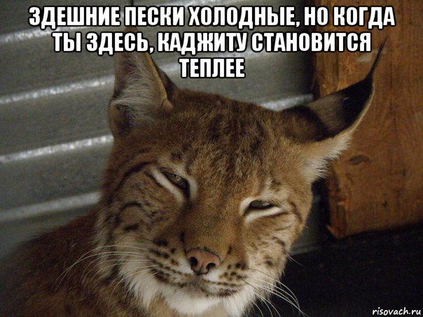 здешние пески холодные, но когда ты здесь, каджиту становится теплее , Мем Хитрый каджит