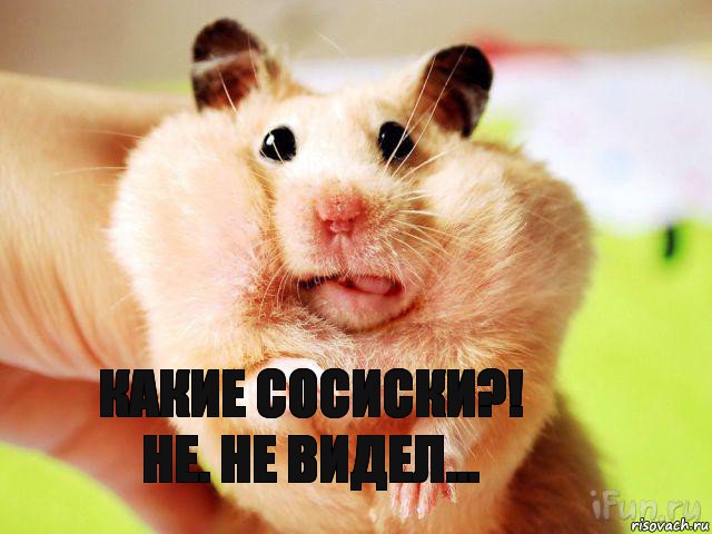 Какие сосиски?! Не. Не видел..., Комикс хомяк