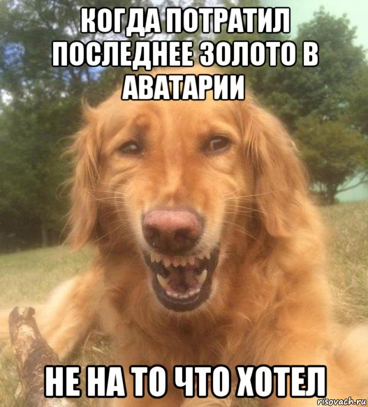 когда потратил последнее золото в аватарии не на то что хотел, Мем   Когда увидел что соседского кота отнесли в чебуречную