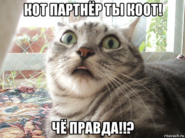 кот партнёр ты коот! чё правда!!?