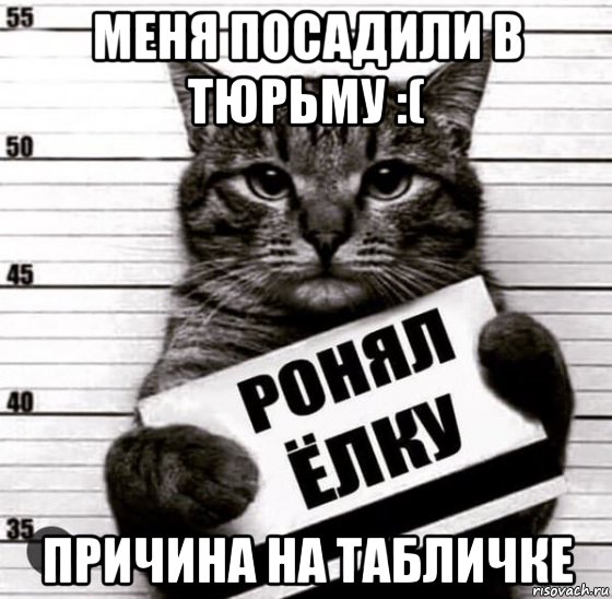 меня посадили в тюрьму :( причина на табличке, Мем Кот-преступник