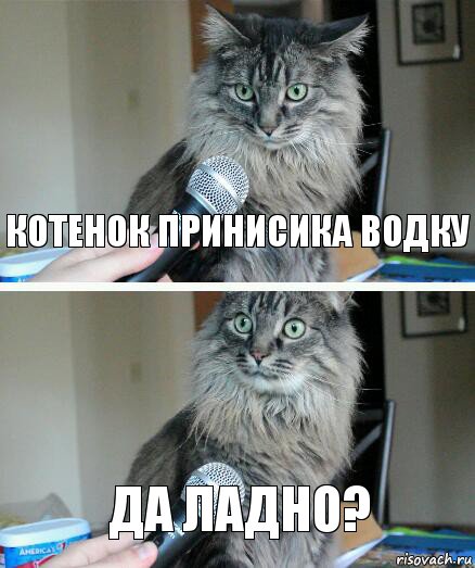 Котенок принисика водку Да ладно?, Комикс  кот с микрофоном