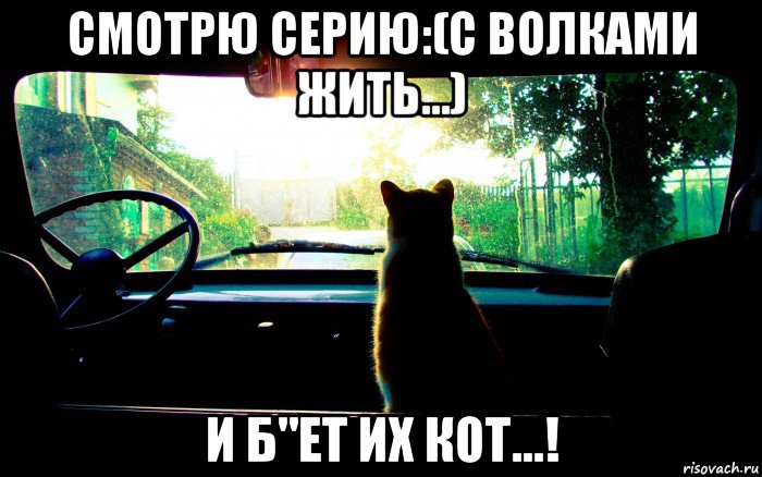 смотрю серию:(с волками жить...) и б"ет их кот...!