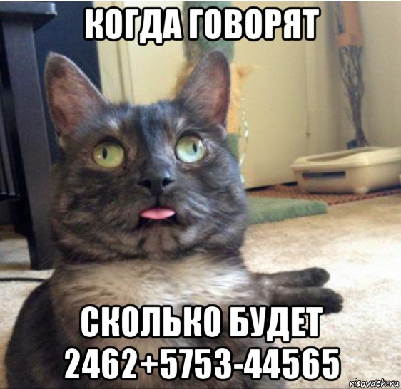 когда говорят сколько будет 2462+5753-44565, Мем   Кот завис