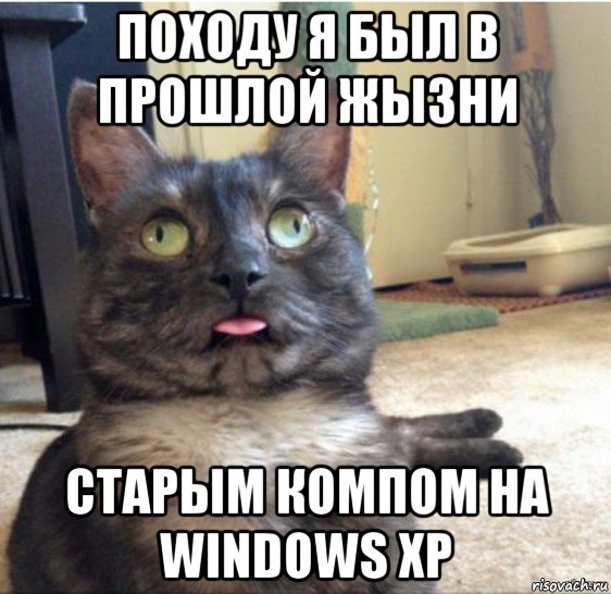 походу я был в прошлой жызни старым компом на windows xp, Мем   Кот завис