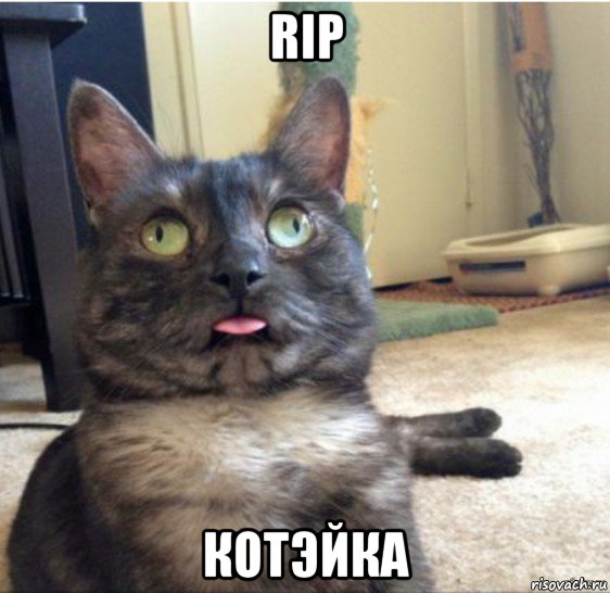 rip котэйка, Мем   Кот завис