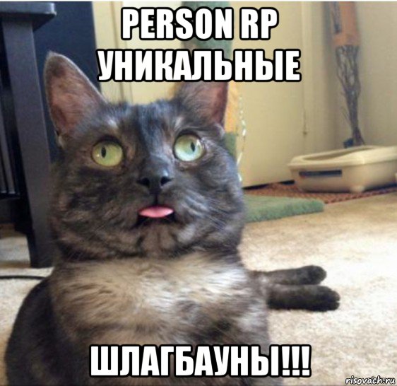 person rp уникальные шлагбауны!!!, Мем   Кот завис