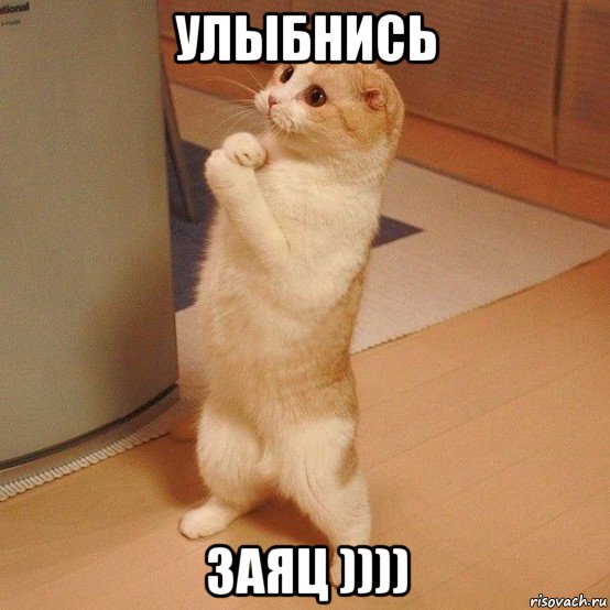 улыбнись заяц )))), Мем  котэ молится