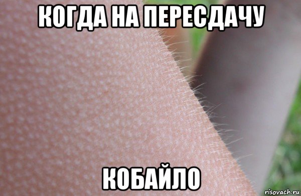 когда на пересдачу кобайло
