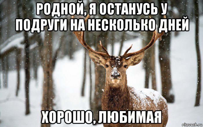 родной, я останусь у подруги на несколько дней хорошо, любимая