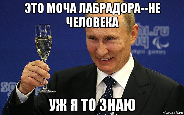 это моча лабрадора--не человека уж я то знаю