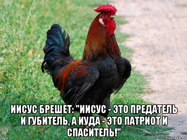  иисус брешет: "иисус - это предатель и губитель, а иуда - это патриот и спаситель!", Мем петух