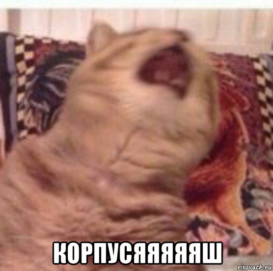  корпусяяяяяш