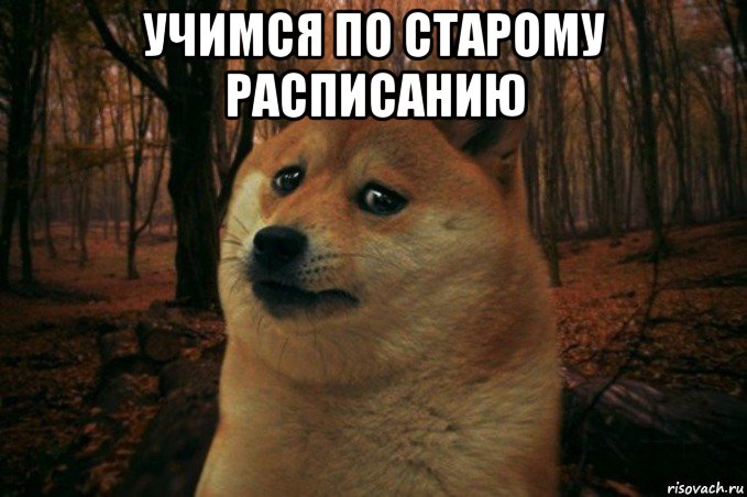 учимся по старому расписанию , Мем SAD DOGE