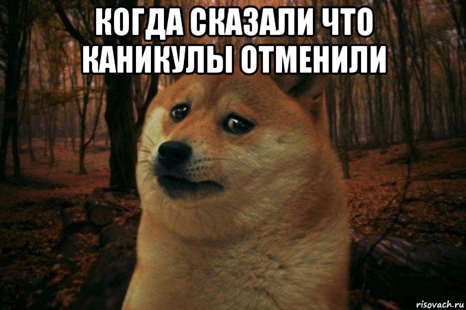 когда сказали что каникулы отменили , Мем SAD DOGE