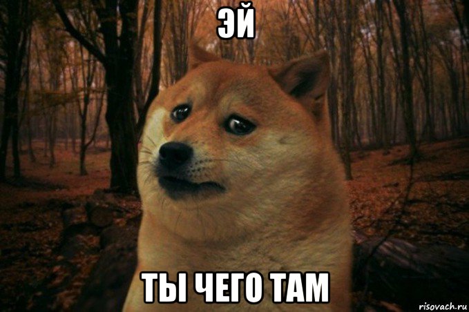 эй ты чего там, Мем SAD DOGE