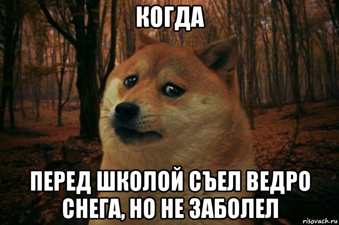 когда перед школой съел ведро снега, но не заболел, Мем SAD DOGE