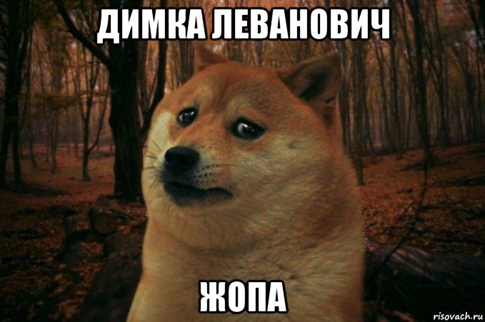 димка леванович жопа, Мем SAD DOGE