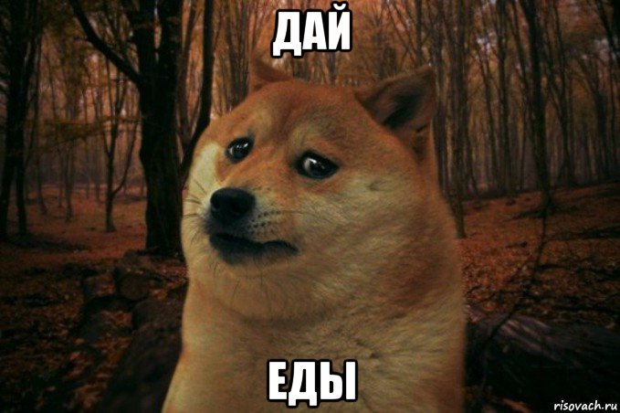 дай еды, Мем SAD DOGE