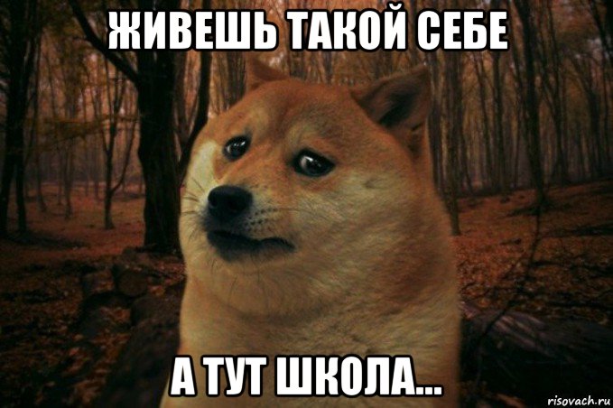 живешь такой себе а тут школа..., Мем SAD DOGE