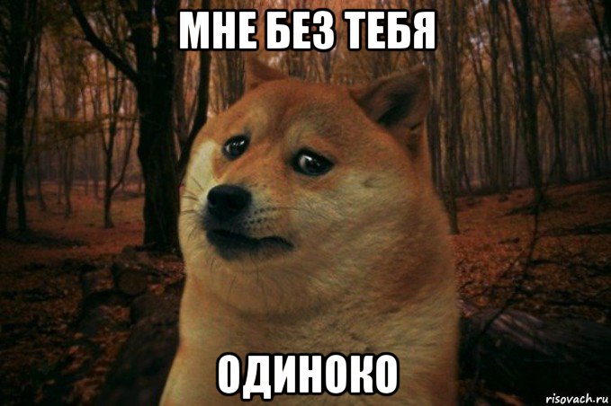 мне без тебя одиноко, Мем SAD DOGE