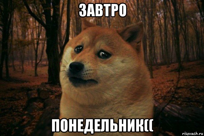 завтро понедельник((, Мем SAD DOGE