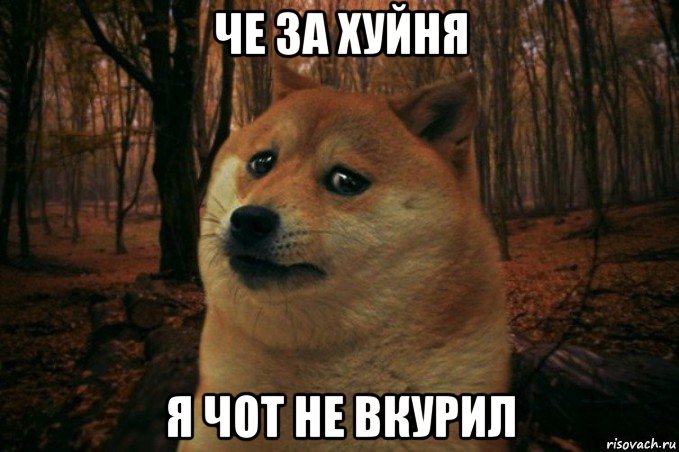 че за хуйня я чот не вкурил, Мем SAD DOGE