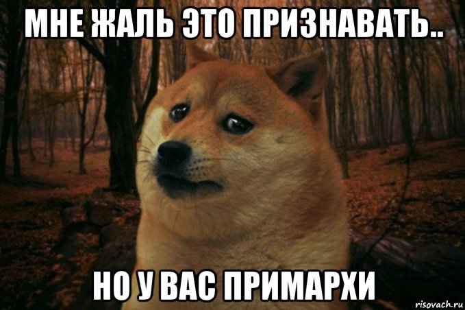 мне жаль это признавать.. но у вас примархи, Мем SAD DOGE