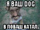 я ваш dog в ловаш катал