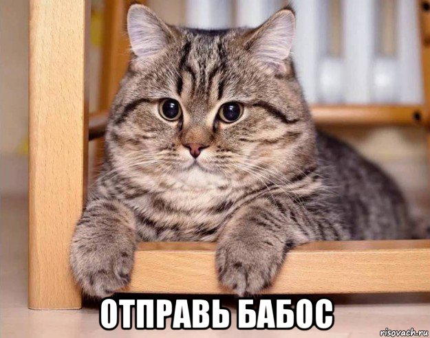  отправь бабос